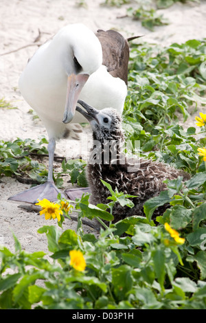 Albatros de Laysan (Phoebastria immutabilis), l'alimentation poussin. Cette espèce est classée comme vulnérable Banque D'Images