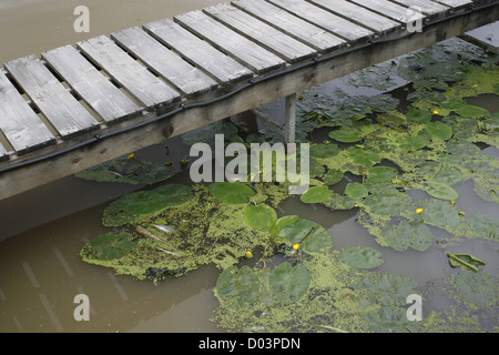 L'eau jaune-lily Nuphar lutea marina Lincoln Lincoln, Lincolnshire, Angleterre, RU Banque D'Images