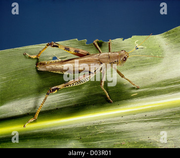 Sauterelle melanoplus differentialis différentiel (adultes) sur le maïs destructeur pour le maïs, le blé et d'autres graminées Banque D'Images