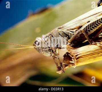 Sauterelle melanoplus differentialis différentiel (adultes) sur le maïs destructeur pour le maïs, le blé et d'autres graminées Banque D'Images