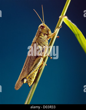 Sauterelle melanoplus differentialis différentiel (adultes) sur le maïs destructeur pour le maïs, le blé et d'autres graminées Banque D'Images
