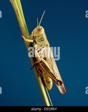 Sauterelle melanoplus differentialis différentiel (adultes) sur le maïs destructeur pour le maïs, le blé et d'autres graminées Banque D'Images
