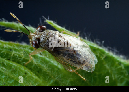 Big-eyed bug (geocoris pallens) des profils sur le coton, bénéfiques à la fois les adultes et les larves se nourrissent de pucerons, les cicadelles, méloés Banque D'Images