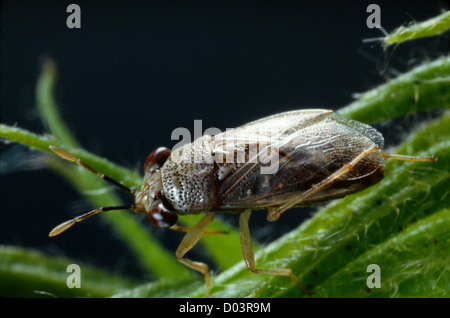 Big-eyed bug (geocoris pallens) des profils sur le coton, bénéfiques à la fois les adultes et les larves se nourrissent de pucerons, les cicadelles, méloés Banque D'Images