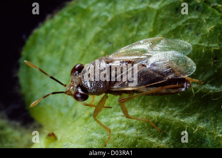 Big-eyed bug (geocoris pallens) des profils sur le coton, bénéfiques à la fois les adultes et les larves se nourrissent de pucerons, les cicadelles, méloés Banque D'Images