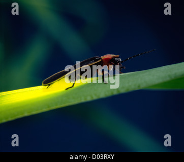 Lightning bug, Firefly ou l'est commune dans laquelle Photinus pyralis (Firefly) adulte sur l'herbe ; bioluminescence ; beetle Banque D'Images