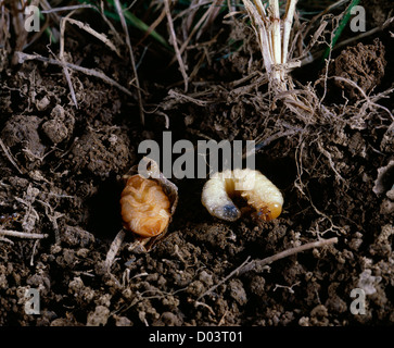 Scarabée japonais (Popillia japonica) grub (larve) et la nymphe dans le sol Banque D'Images