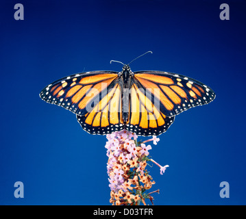 Le monarque (danaus plexippus) femelle adulte papillon coloré sur bush flower Banque D'Images