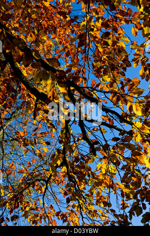 Gros plan des feuilles de hêtre branches contre le ciel bleu automne Angleterre Royaume-Uni Grande-Bretagne Royaume-Uni Grande-Bretagne Banque D'Images