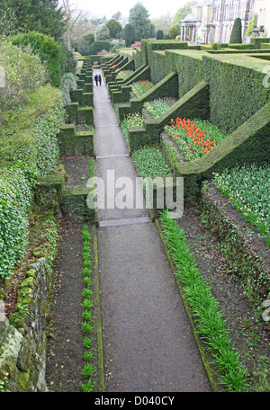 Le Dahlia à pied avec des tulipes plantées au printemps à Biddulph Grange, Stoke-on-Trent, l'état-major, England, UK Banque D'Images