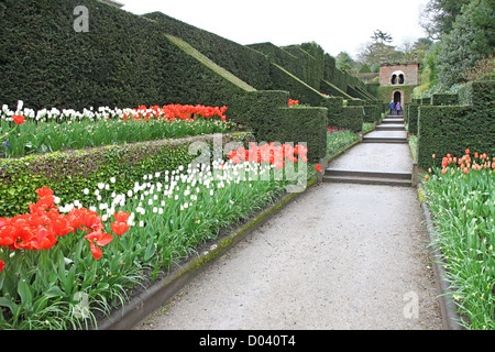 Le Dahlia à pied avec des tulipes plantées au printemps à Biddulph Grange, Stoke-on-Trent, l'état-major, England, UK Banque D'Images