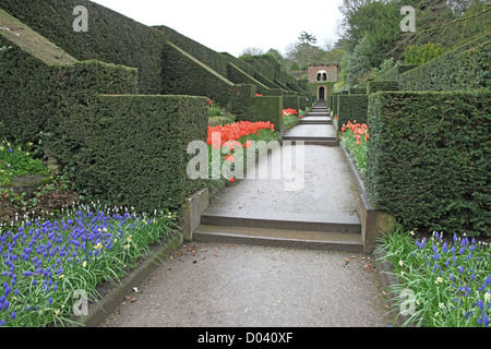 Le Dahlia à pied avec des tulipes plantées au printemps à Biddulph Grange, Stoke-on-Trent, l'état-major, England, UK Banque D'Images