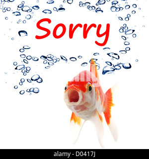 Désolés concept avec word et poisson rouge isolé sur fond blanc Banque D'Images