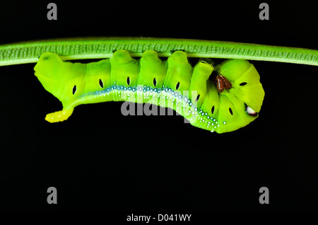 Oleander Caterpillar Hawk-moth (Daphnis nerii) sur fond noir Banque D'Images