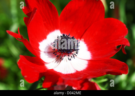 Une anémone rouge coronaria fleurs Groupe de Caen Banque D'Images