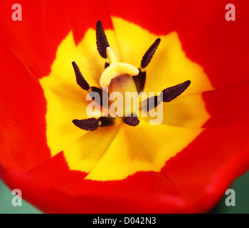 Gros plan de pétales rouges et jaunes et noires d'une fleur de tulipe étamines Banque D'Images