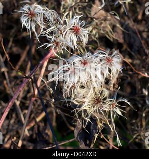 Old Man's Beard Clematis Vitalba croissant dans une haie downland Surrey en Novembre Banque D'Images