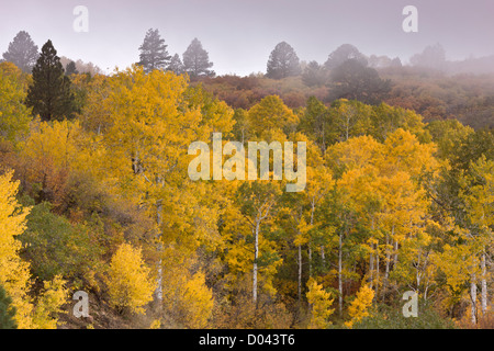 Tremble, Populus tremuloides, forêt en automne, dans la région de Montagnes La Sal, près de Moab, au sud-est de l'Utah, USA Banque D'Images