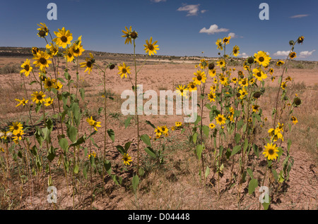 Tournesol Helianthus petiolaris des Prairies, dans le désert, au sud de l'Utah, USA Banque D'Images