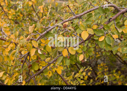 L'amélanchier Amelanchier utahensis Utah dans les Montagnes La Sal Manti, automne, Utah, USA. Banque D'Images