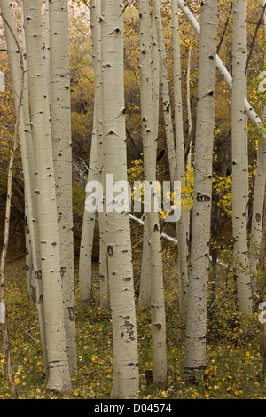 Les troncs de peuplier faux-tremble, Populus tremuloides, avec la couleur en automne, dans les Montagnes La Sal de Manti, en Utah, USA Banque D'Images
