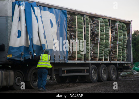 Déduits des arbres de Noël Sapin Nordman moyen étant livrée prête pour le déchargement d'un camion dans le Lancashire Banque D'Images