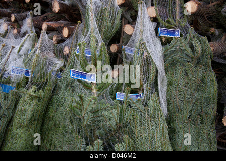 Les arbres de Noël Sapin Nordman filet d'être emballés et empilés pour le chargement dans le Lancashire Banque D'Images