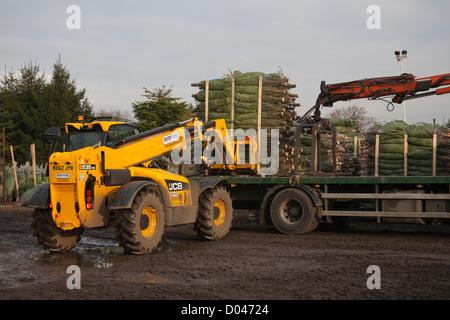 Sapin Nordman moyen net des arbres de Noël d'être chargés à bord d'un camion dans le Lancashire Banque D'Images