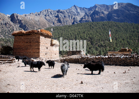 Les yacks se tiennent à l'extérieur d'une maison dans la région du Dolpo du Népal Banque D'Images