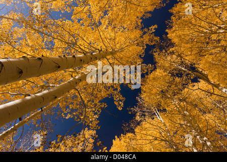 Jusqu'à un groupe de Quaking tremble, Populus tremuloides, avec la couleur en automne, dans les Montagnes La Sal de Manti, en Utah, USA Banque D'Images