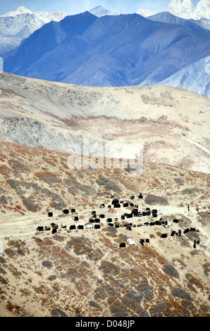 Un grand groupe de yaks traversant le col dans la shey la dolpo région du Népal Banque D'Images