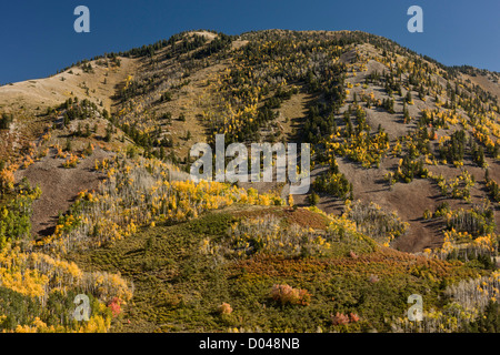 De l'automne ou de l'automne dans les Montagnes La Sal Manti, avec des trembles, près de Monticello, Utah, USA Banque D'Images