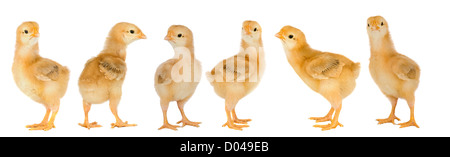 Les poussins adorables un over white background Banque D'Images