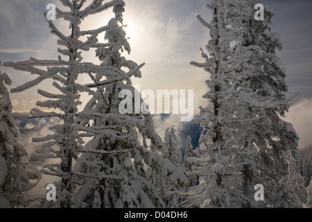 WA06369-00...WASHINGTON - arbres couverts de neige le long de l'Observation Point Road sur l'Ouragan Ridge dans le parc national Olympic. Banque D'Images