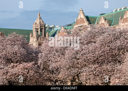 WA06426-00...WASHINGTON - cerisiers en fleurs dans la région de Quad de l'Université de Washington à Seattle. Banque D'Images