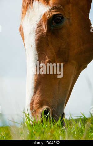 Close up portrait du visage d'un cheval alezan sur pâturage pâturage verdoyant Banque D'Images