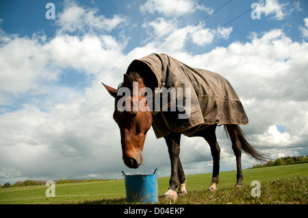 Paysage Portrait d'un cheval mange ses aliments pour animaux à partir d'un godet d'alimentation bleu. L'image est définie sur un pâturage vert et bleu ciel/ cloudscape Banque D'Images