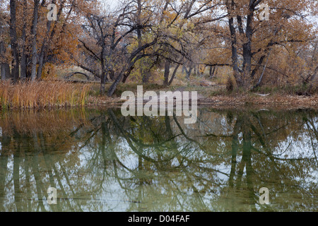 Réflexions - lac de gravière convertie en zone naturelle - Les étangs de Riverbend, Fort Collins, Colorado, à la fin de l'automne paysage Banque D'Images