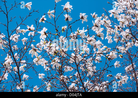 Fleurs de Printemps magnolia Banque D'Images