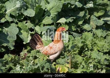 La Nouvelle-Orléans, Louisiane - un poulet sur une ferme urbaine dans la basse Ninth Ward. Banque D'Images
