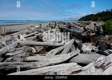 Afficher le long de la plage de Kalaloch montrant driftwood, Olympic National Park, Washington, USA en juillet Banque D'Images
