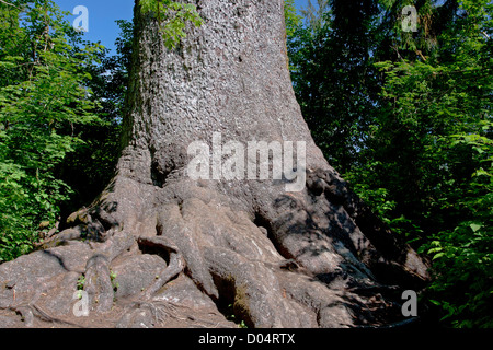 Une vue de la base du tronc des plus grands Epicéa de Sitka (Picea sitchensis) arbre dans le monde près du lac Quinault, Washington, USA Banque D'Images