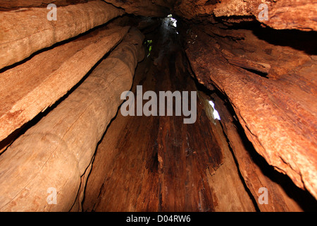 Vue à l'intérieur du plus grand cèdre rouge de l'Ouest (Thuja plicata) arbre dans le comté de Jefferson, Washington, USA en juillet Banque D'Images