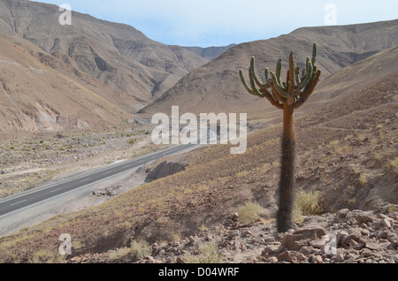 Ruta 5, près de Putre et Parc National Lauca, au Chili. Banque D'Images