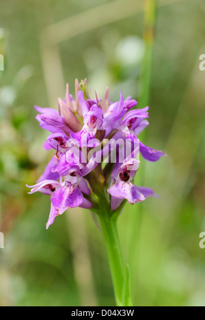 Marais du nord, orchidée Dactylorhiza purpurella, grandissant dans une dune de mou à Kenfig Burrows, dans le sud du Pays de Galles. Banque D'Images