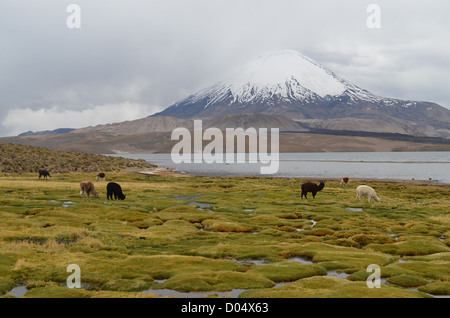 Le pâturage des lamas avec vue sur Volcan Parinacota dans le parc national de Lauca, le nord du Chili. Banque D'Images