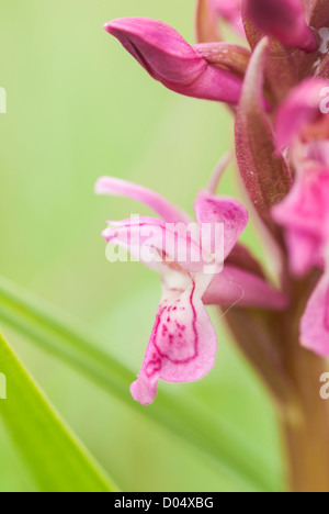 Close-up of Early Marsh Orchid, Dactylorhiza incarnata subsp. coccinea, à Kenfig Burrows National Nature Reserve, dans le sud du Pays de Galles. Banque D'Images