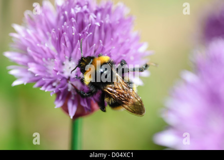 Un Coucou du Sud, de l'Abeille Bombus vestalis, se nourrissant de la ciboulette dans un jardin du sud du Yorkshire. Banque D'Images