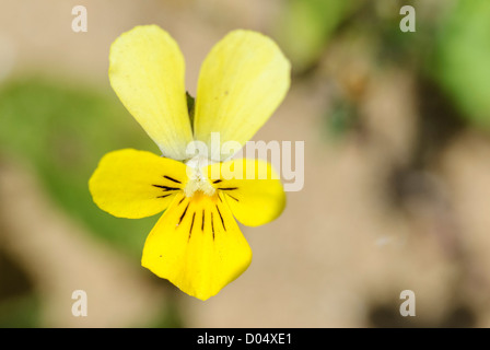 La belle forme jaune de la pensée sauvage, Viola tricolor ssp curtisii, croissant sur les dunes de sable de Kenfig Burrows, dans le sud du Pays de Galles Banque D'Images