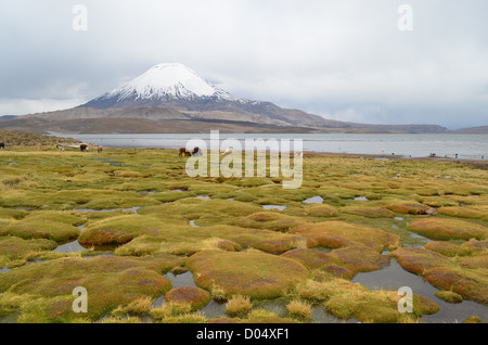 Le pâturage des lamas avec vue sur Volcan Parinacota dans le parc national de Lauca, le nord du Chili. Banque D'Images